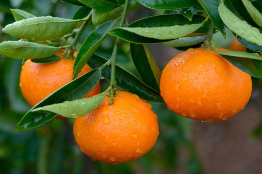 Vista de unas mandarinas, de variedad clemenvilla, en el árbol, pendientes de recolección. Valencia. España