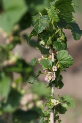 Schwarze Johannisbeere mit Blüten
