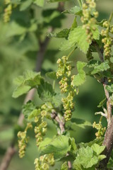 Blüte der roten Johannisbeere