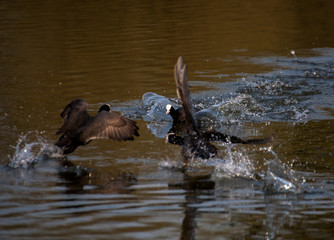 Obraz premium mating games of Fulica atra