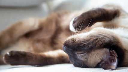 Obraz premium Gato siamés durmiendo