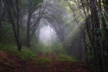 haze in the forest with light