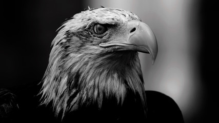 Cabeza de águila calva en el Parque de Cabárceno, Cantabria, España.