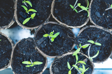 Close up of tomato seedlings in small pots in tin balcony container