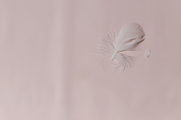 One white feather. Feather quill, abstract bird plume white on pink background. Top view.