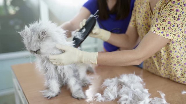 Female Veterinarian Is Cutting Hair of Percian Cat Using Hair Clipper