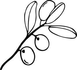 Olive branche and fruits for Italian cuisine design or extra virgin oil food or cosmetic product packaging wrapper. Hand drawn single Illustration in vector.