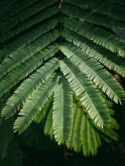 Green Leaves of Silk Tree or Albizia julibrissin Durazz, Pink siris, Lenkoran acacia.