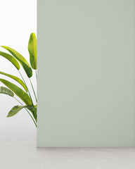 Laurel green colored wall with plant, background for product presentation