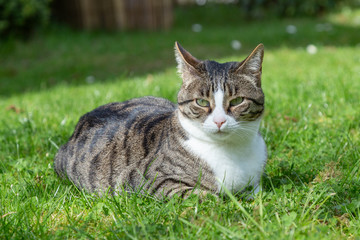 Naklejka na ściany i meble cute cat lying at the green grass