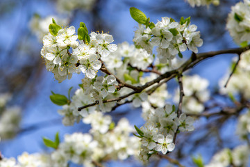 bud of apple tree in detail