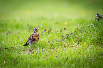 snowbird on the green spring grass (Turdus pilaris)
