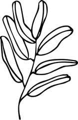 Cute hand drawn single leaf of realistic olive tree plant. Traditional hand drawn spring flowers in ink style.