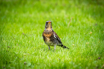 snowbird on the green spring grass (Turdus pilaris)