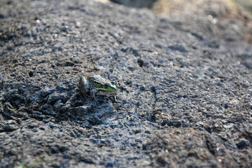 the frog disquises itself as a stone