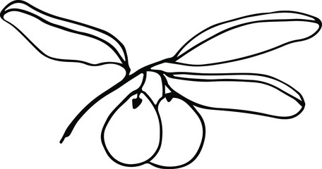 Cute hand drawn single branch of olives realistic herb plant. Traditional hand drawn spring flowers in ink style.