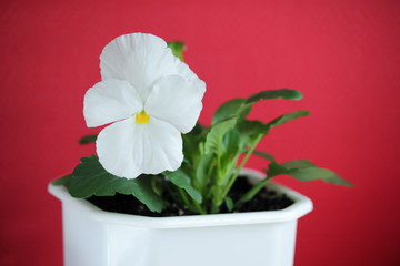 Summer flowers. White pansies.