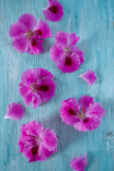 Obraz na płótnie Canvas pink geranium on wooden surface