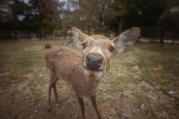 Naklejka na ściany i meble Deer at Nara park during a sunny day in the cherry blossom season, Japan