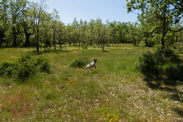 Dog running in green forest clearing of spring trees 