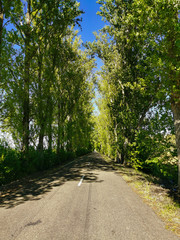 Fototapeta na wymiar Straight of secondary road flanked by spring trees on the banks 