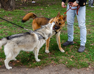 Wroclaw, Poland -  September 8 2019: Dog  parade Hau are you? Two husky dogs - black- white and red...