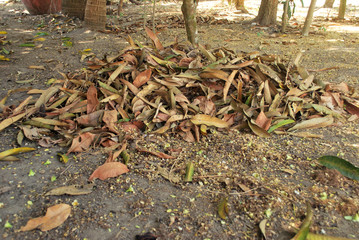 Organic fertilizer from the leaves to ferment themselves.Natural dry leaves that have fallen by themselves.;