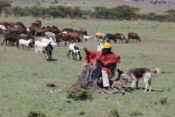 Hirte in der Masai Mara