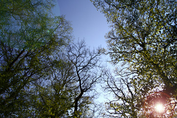 Sonnenstrahlen im Wald