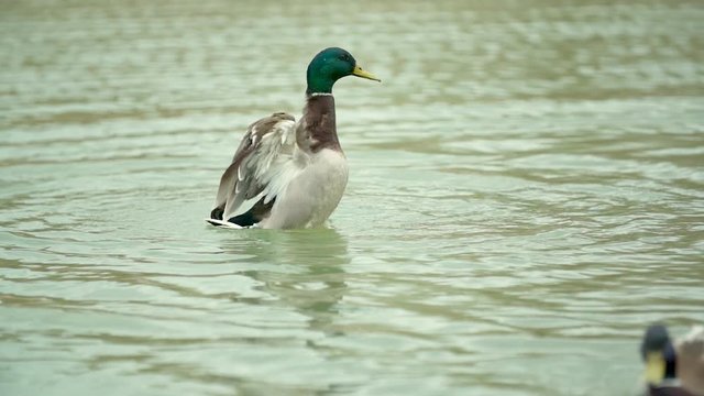 A duck flapping its wings in a pond in slow motion