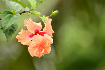 Obraz premium Beautiful yellow flower