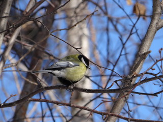  tit on branch