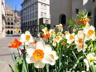 Flower decorations in pedestrian zone close to Marienplatz in historic city centre or downtown area...