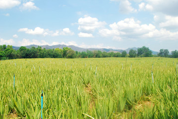 Planting aloe vera of Thailand. Aloe vera garden.