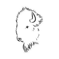 Vector illustration with bull head. Hand drawn sketch. portrait of a bison, bison head vector sketch illustration © Elala 9161