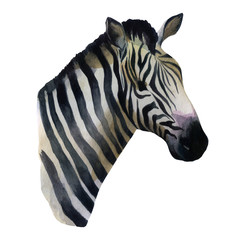 Watercolor illustration. Zebra. Portrait of a zebra.