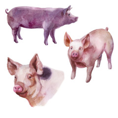 Watercolor illustration, set. Pig on the side, pig in front, portrait of a pig.