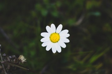 Close-up of a white daisy in a sunny day 