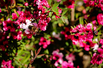 Red flowers are blossom with a bee. Wild bee is taking nectar from pink flowers in a Japanese garden during summer season