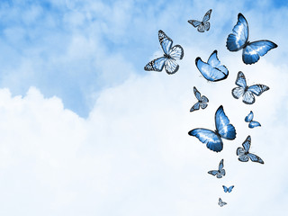 Color sky with clouds and butterflies as background
