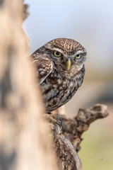 A little owl perched in a tree