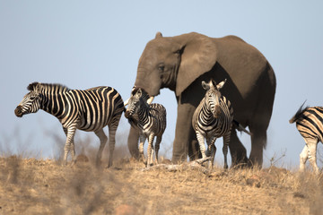 Fototapeta na wymiar African bull elephant in african wildlife National park