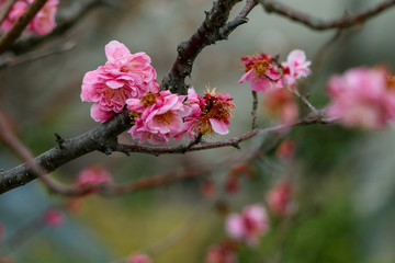 Japanese Cherry blossom in closeup during summer period. It is the part of Japanese society