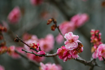 Closeup of young pink Sakura flowers during summer time in a Japanese garden. Sakura is a symbol of love and romance for local people. Selective focus