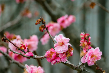 Japanese Cherry blossom in closeup during summer period. It is the part of Japanese society