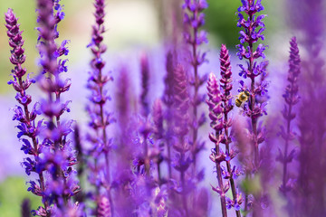 Obraz premium Lavendel Bienenweide