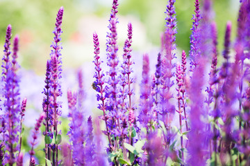 Fototapeta premium Lavendel in Blüte