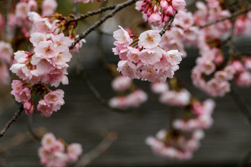 Closeup shot of Japanese Cherry blossom during summer period. It is the part of Japanese society