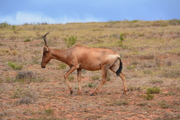 Antilope