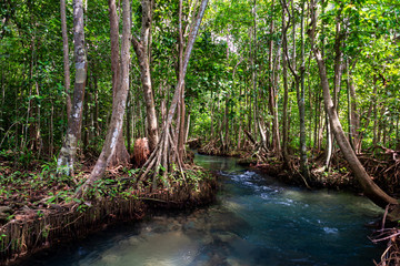 Mangrove forest at Khlong Song Nam  Tha Pom  Krabi Province